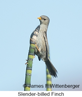 Slender-billed Finch - © James F Wittenberger and Exotic Birding LLC