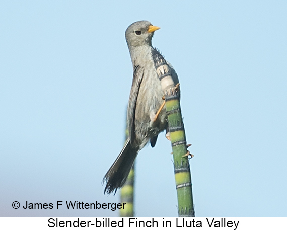 Slender-billed Finch - © James F Wittenberger and Exotic Birding LLC