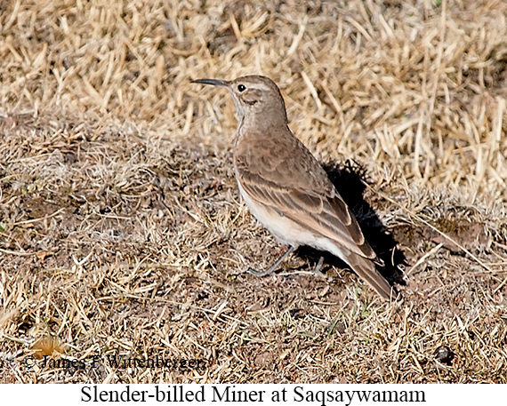 Slender-billed Miner - © James F Wittenberger and Exotic Birding LLC