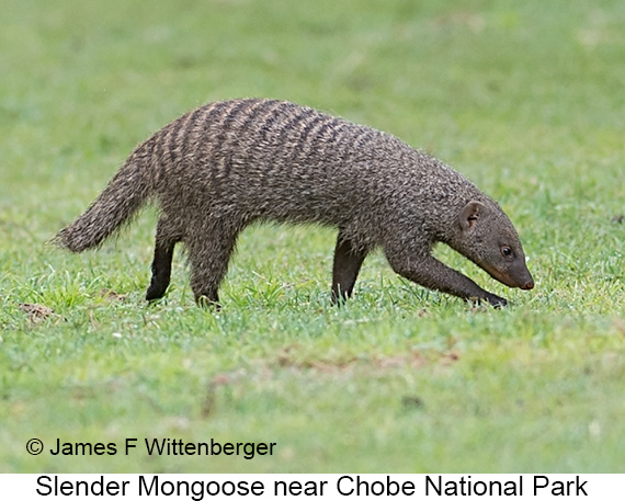 Slender Mongoose - © James F Wittenberger and Exotic Birding LLC