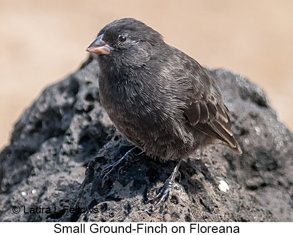 Small Ground-Finch - © James F Wittenberger and Exotic Birding LLC