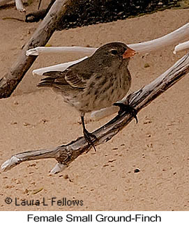 Small Ground-Finch - © Laura L Fellows and Exotic Birding LLC