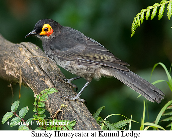 Smoky Honeyeater - © James F Wittenberger and Exotic Birding LLC