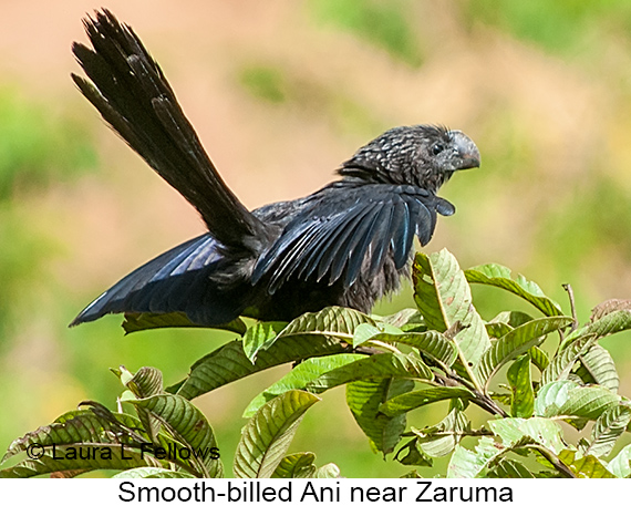 Smooth-billed Ani - © James F Wittenberger and Exotic Birding LLC
