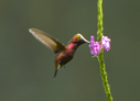 Snowcap in Costa Rica - &copy; Laura L Fellows and Exotic Birding tours