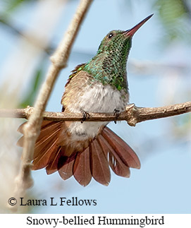 Snowy-bellied Hummingbird - © Laura L Fellows and Exotic Birding LLC