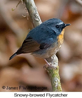 Snowy-browed Flycatcher - © James F Wittenberger and Exotic Birding LLC