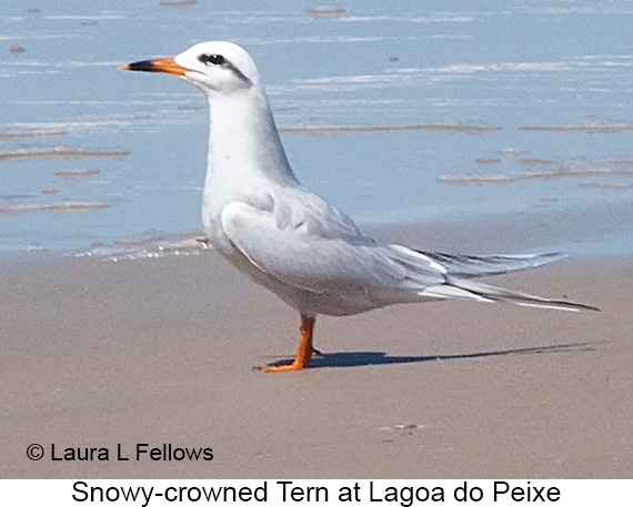 Snowy-crowned Tern - © Laura L Fellows and Exotic Birding LLC