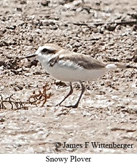 Snowy Plover - © James F Wittenberger and Exotic Birding LLC