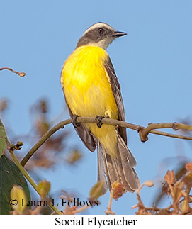 Social Flycatcher - © Laura L Fellows and Exotic Birding LLC