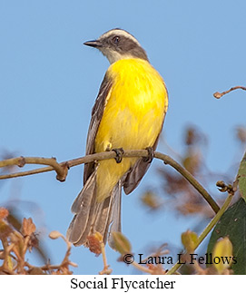 Social Flycatcher - © Laura L Fellows and Exotic Birding LLC