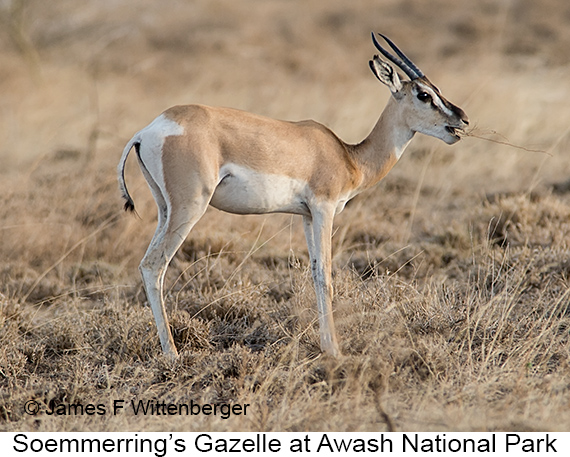 Soemmerring's Gazelle - © James F Wittenberger and Exotic Birding LLC