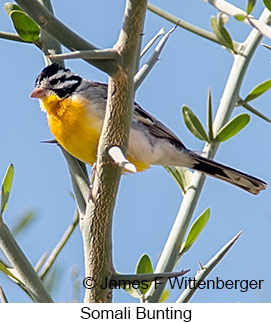 Somali Bunting - © James F Wittenberger and Exotic Birding LLC