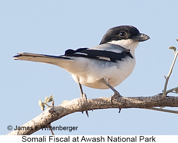 Somali Fiscal - © James F Wittenberger and Exotic Birding LLC