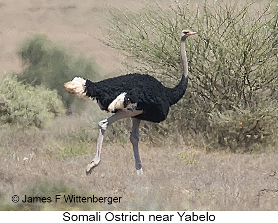 Somali Ostrich - © James F Wittenberger and Exotic Birding LLC