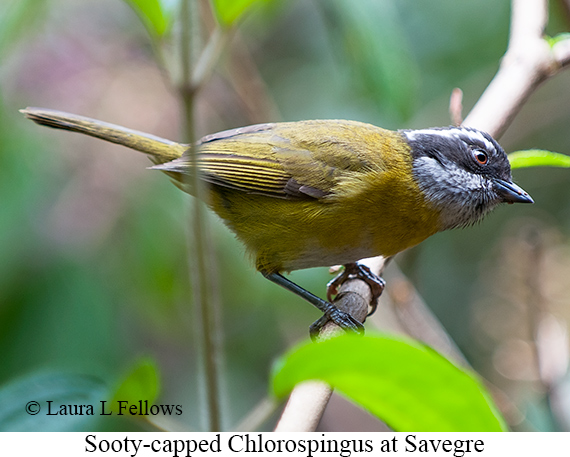 Sooty-capped Chlorospingus - © James F Wittenberger and Exotic Birding LLC