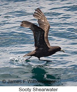 Sooty Shearwater - © James F Wittenberger and Exotic Birding LLC