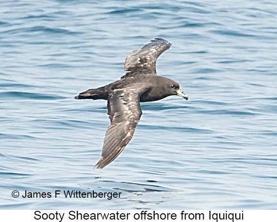 Sooty Shearwater - © James F Wittenberger and Exotic Birding LLC