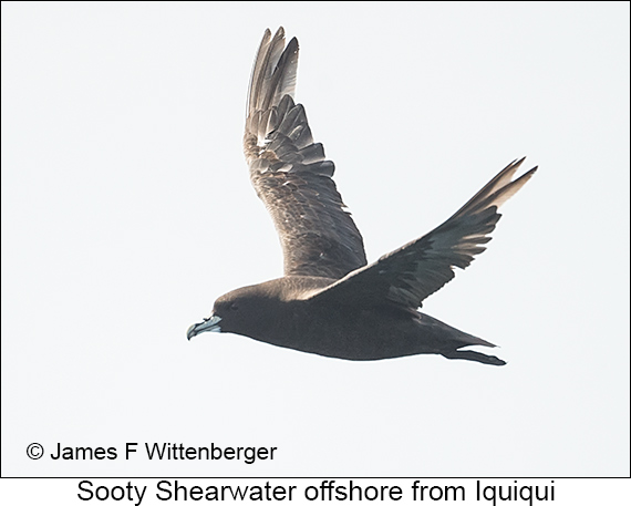 Sooty Shearwater - © James F Wittenberger and Exotic Birding LLC