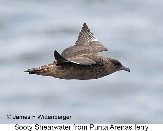 Sooty Shearwater - © James F Wittenberger and Exotic Birding LLC