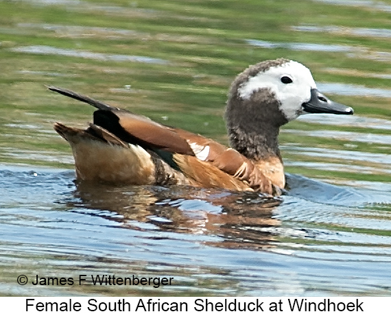 South African Shelduck - © James F Wittenberger and Exotic Birding LLC
