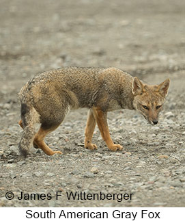 South American Gray Fox - © James F Wittenberger and Exotic Birding LLC