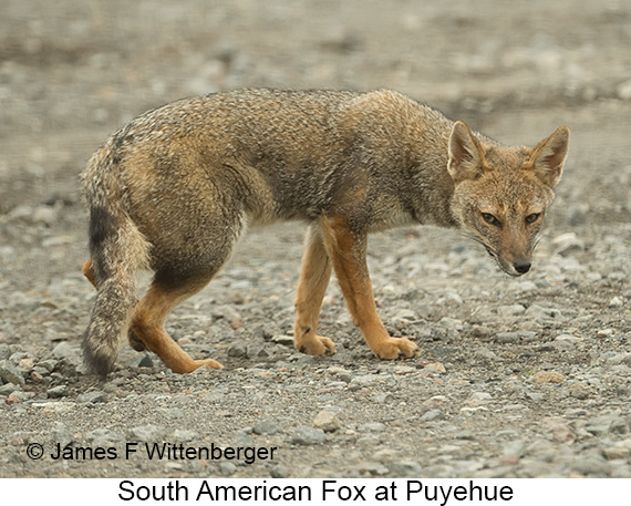 South American Gray Fox - © James F Wittenberger and Exotic Birding LLC