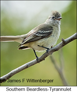 Southern Beardless-Tyrannulet - © James F Wittenberger and Exotic Birding LLC
