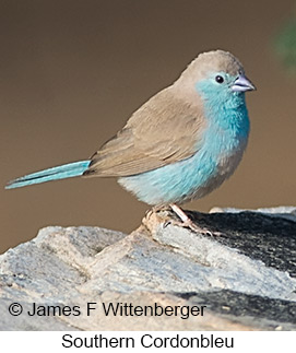 Southern Cordonbleu - © James F Wittenberger and Exotic Birding LLC