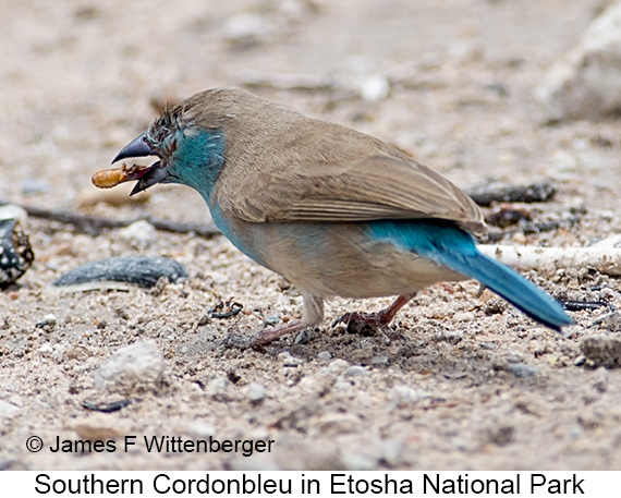 Southern Cordonbleu - © James F Wittenberger and Exotic Birding LLC