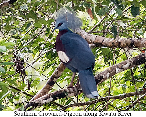 Southern-crowned Pigeon - © James F Wittenberger and Exotic Birding LLC