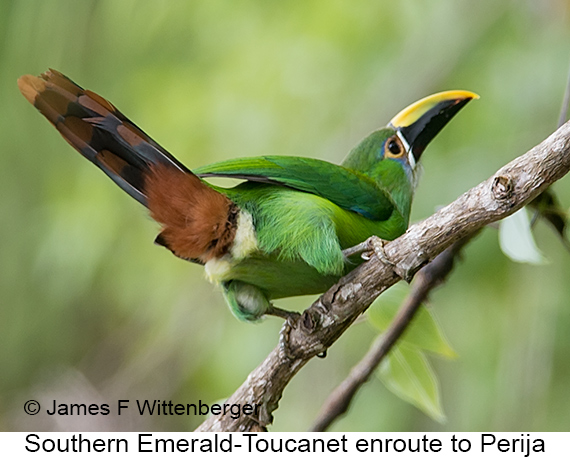 Southern Emerald-Toucanet - © James F Wittenberger and Exotic Birding LLC