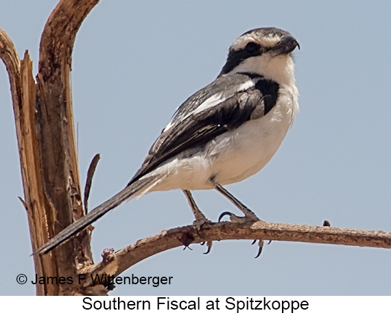 Southern Fiscal - © James F Wittenberger and Exotic Birding LLC