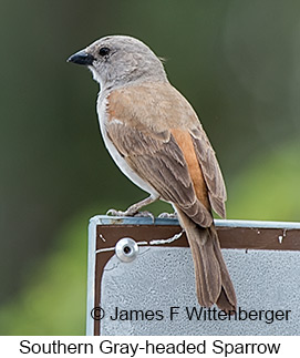 Southern Gray-headed Sparrow - © James F Wittenberger and Exotic Birding LLC