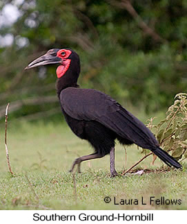 Southern Ground-Hornbill - © Laura L Fellows and Exotic Birding LLC