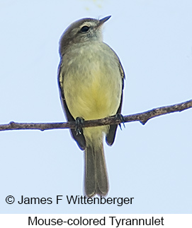 Southern Mouse-colored Tyrannulet - © James F Wittenberger and Exotic Birding LLC