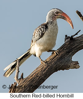 Southern Red-billed Hornbill - © James F Wittenberger and Exotic Birding LLC