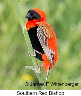 Southern Red Bishop - © James F Wittenberger and Exotic Birding LLC