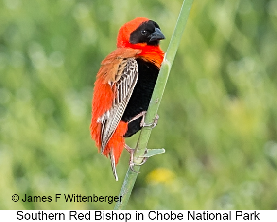 Southern Red Bishop - © James F Wittenberger and Exotic Birding LLC
