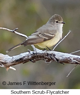 Southern Scrub-Flycatcher - © James F Wittenberger and Exotic Birding LLC