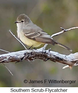 Southern Scrub-Flycatcher - © James F Wittenberger and Exotic Birding LLC