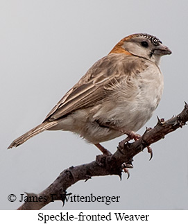 Speckle-fronted Weaver - © James F Wittenberger and Exotic Birding LLC