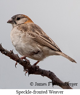 Speckle-fronted Weaver - © James F Wittenberger and Exotic Birding LLC