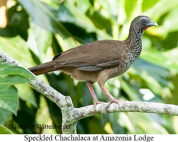 Speckled Chachalaca - © James F Wittenberger and Exotic Birding LLC