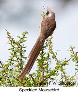 Speckled Mousebird - © James F Wittenberger and Exotic Birding LLC