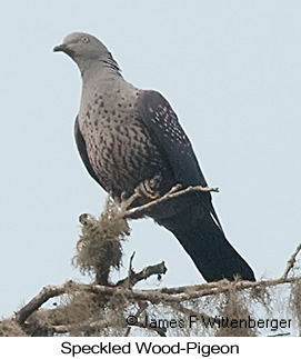 Speckled Wood-Pigeon - © James F Wittenberger and Exotic Birding LLC