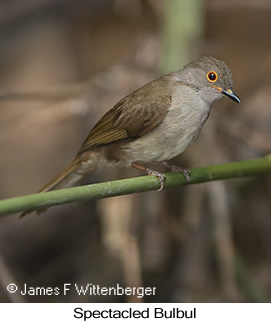 Spectacled Bulbul - © James F Wittenberger and Exotic Birding LLC