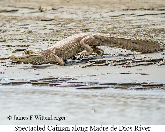 Spectacled Caiman - © James F Wittenberger and Exotic Birding LLC