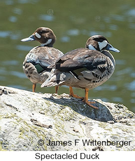 Spectacled Duck - © James F Wittenberger and Exotic Birding LLC