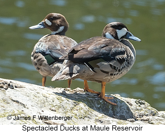 Spectacled Duck - © James F Wittenberger and Exotic Birding LLC